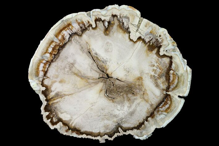 Polished, Petrified Wood (Mansonia?) Round - Myanmar #171968